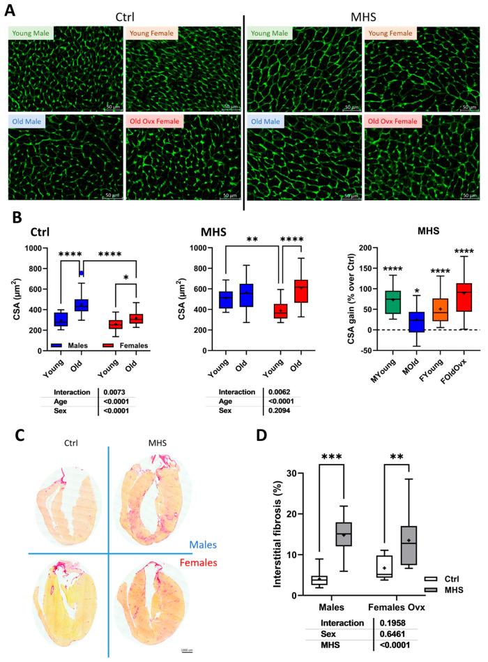 https://cdn.ncbi.nlm.nih.gov/pmc/blobs/f145/12190614/66d9e44503b3/cells-14-00870-g006.jpg