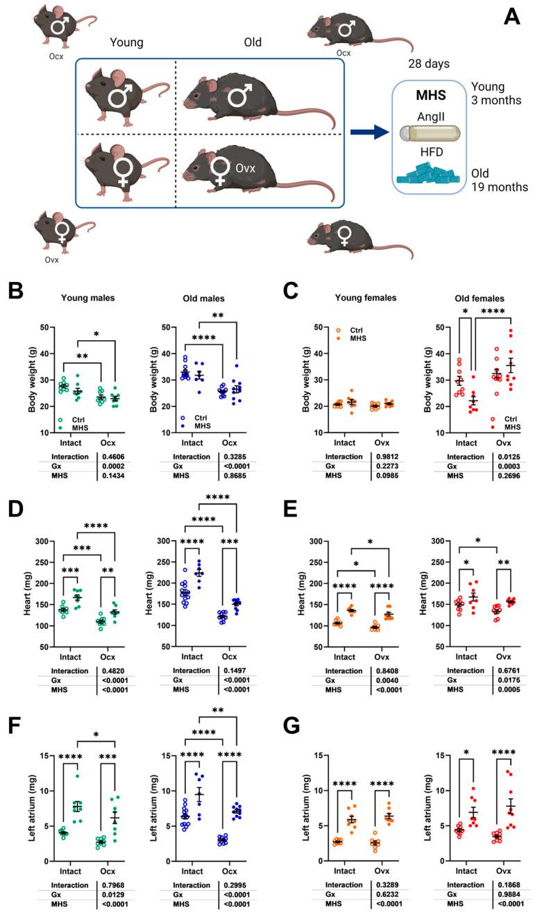 https://cdn.ncbi.nlm.nih.gov/pmc/blobs/f145/12190614/c08cfb6d6869/cells-14-00870-g004.jpg