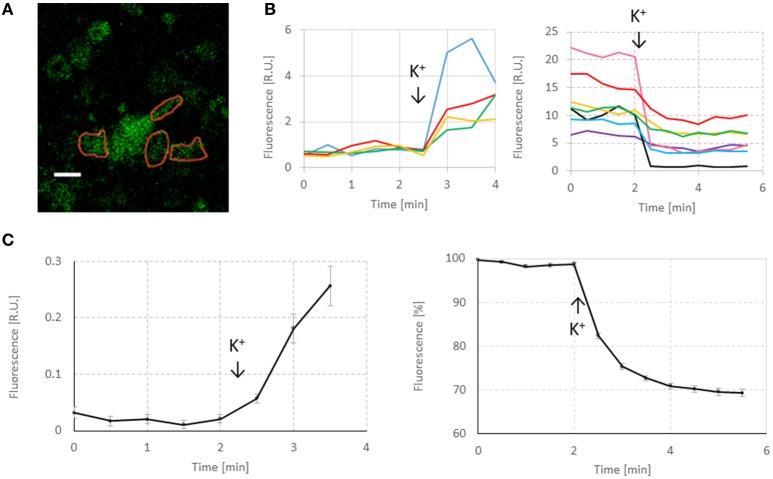 https://cdn.ncbi.nlm.nih.gov/pmc/blobs/f146/5311063/20e41bf5faf0/fncel-11-00032-g0002.jpg