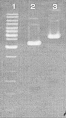 https://cdn.ncbi.nlm.nih.gov/pmc/blobs/f14b/4346597/17e60686c9ec/gr2.jpg