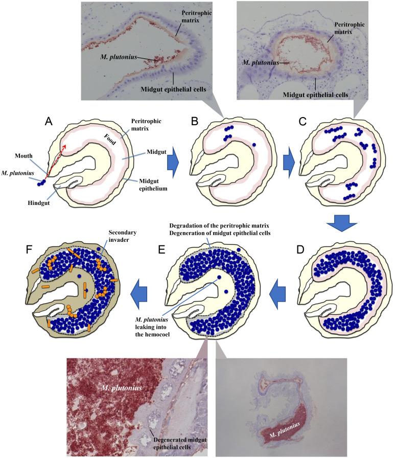 https://cdn.ncbi.nlm.nih.gov/pmc/blobs/f14d/10539817/03eac7b93bc5/jvms-85-880-g004.jpg