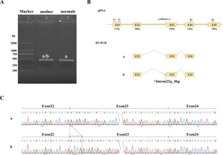 https://cdn.ncbi.nlm.nih.gov/pmc/blobs/f158/11906507/a295d749edeb/13258_2024_1611_Fig3_HTML.jpg