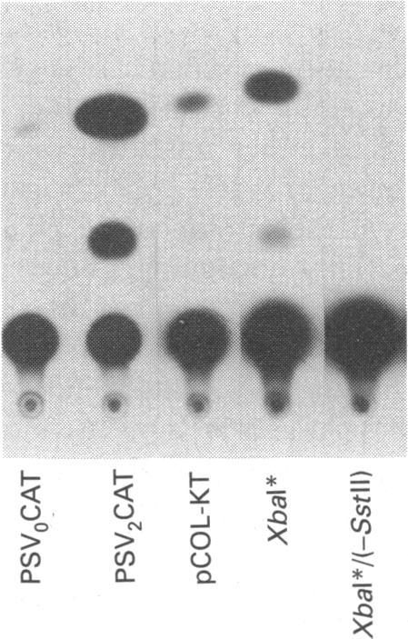 https://cdn.ncbi.nlm.nih.gov/pmc/blobs/f15b/1133036/4702e8c98bc4/biochemj00129-0182-b.jpg