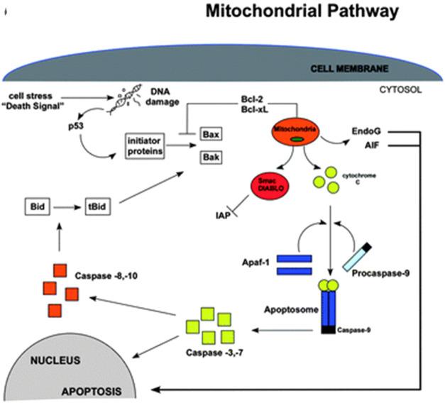 https://cdn.ncbi.nlm.nih.gov/pmc/blobs/f15c/12355238/d3d38815e444/ao5c05652_0002.jpg
