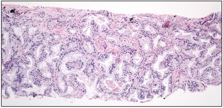 https://cdn.ncbi.nlm.nih.gov/pmc/blobs/f15e/11987958/0f95e7546216/cancers-17-01173-g011.jpg