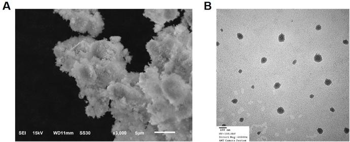 https://cdn.ncbi.nlm.nih.gov/pmc/blobs/f15f/12003266/47c77a641f19/fphar-16-1565308-g002.jpg