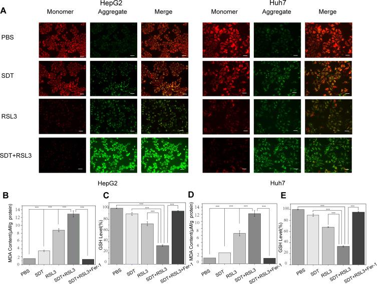https://cdn.ncbi.nlm.nih.gov/pmc/blobs/f161/8752973/549e56190ea6/IJN-17-105-g0004.jpg