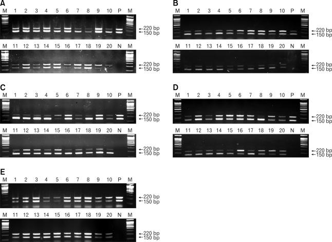 https://cdn.ncbi.nlm.nih.gov/pmc/blobs/f162/2807268/04c684b34ecc/jvs-10-317-g002.jpg
