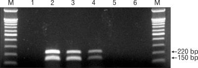 https://cdn.ncbi.nlm.nih.gov/pmc/blobs/f162/2807268/306ebf08ea00/jvs-10-317-g001.jpg