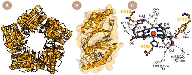 https://cdn.ncbi.nlm.nih.gov/pmc/blobs/f164/10296651/7b7f8d4ac2c6/biomolecules-13-00946-g002.jpg