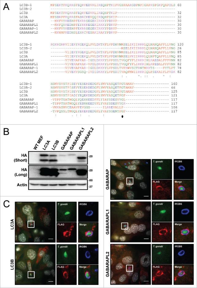 https://cdn.ncbi.nlm.nih.gov/pmc/blobs/f164/4990996/01e56bd4603d/kaup-12-07-1178447-g001.jpg