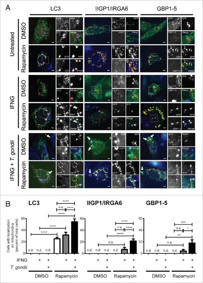 https://cdn.ncbi.nlm.nih.gov/pmc/blobs/f164/4990996/059289322c1a/kaup-12-07-1178447-g007.jpg