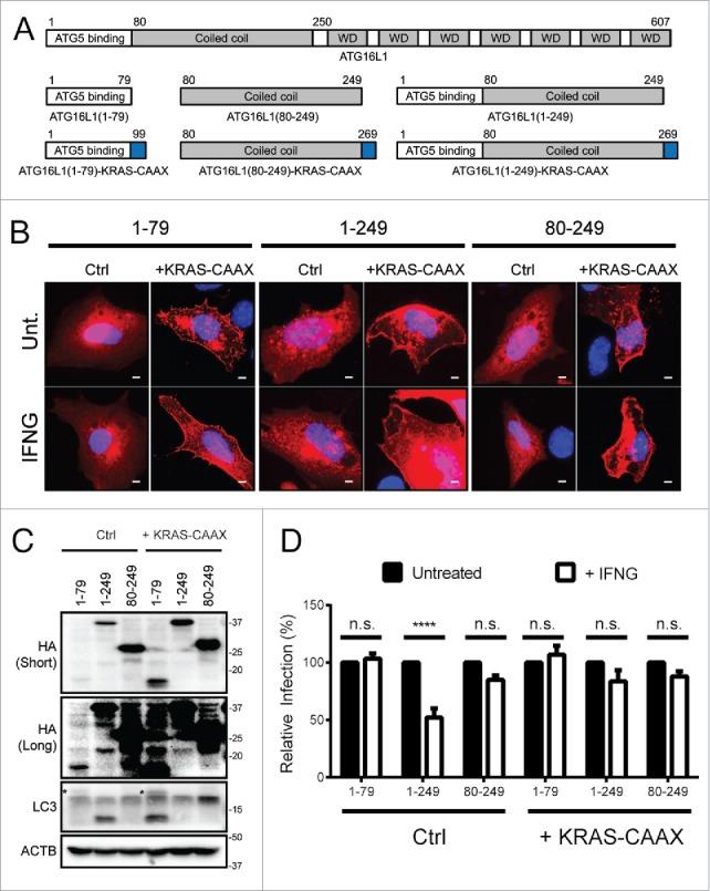 https://cdn.ncbi.nlm.nih.gov/pmc/blobs/f164/4990996/26feedb5a989/kaup-12-07-1178447-g004.jpg