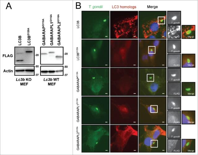 https://cdn.ncbi.nlm.nih.gov/pmc/blobs/f164/4990996/515ded40bb07/kaup-12-07-1178447-g002.jpg