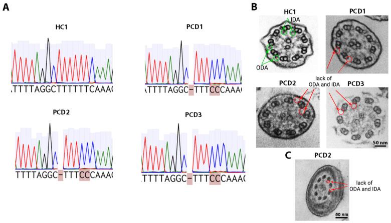 https://cdn.ncbi.nlm.nih.gov/pmc/blobs/f165/12347484/984b29ec643f/ijms-26-07655-g001.jpg