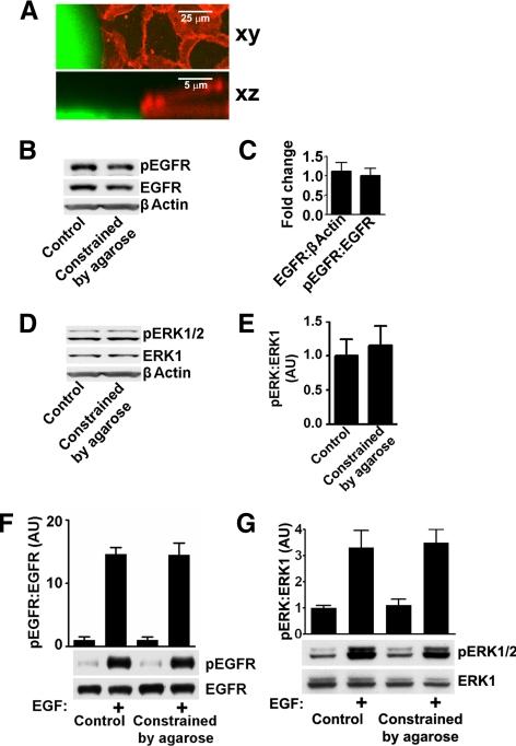 https://cdn.ncbi.nlm.nih.gov/pmc/blobs/f171/2893982/cfe6c93bcd6c/zmk0131094980006.jpg