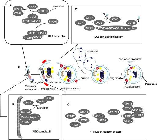 https://cdn.ncbi.nlm.nih.gov/pmc/blobs/f171/5593678/fc7b9ff7f264/oncotarget-08-57707-g001.jpg