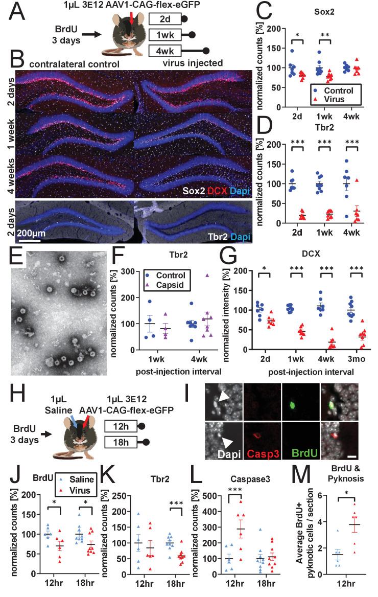 https://cdn.ncbi.nlm.nih.gov/pmc/blobs/f173/8331179/17a573781b7f/elife-59291-fig2.jpg