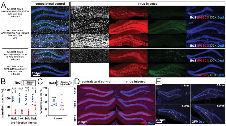 https://cdn.ncbi.nlm.nih.gov/pmc/blobs/f173/8331179/6439bd9e64b8/elife-59291-fig1-figsupp1.jpg
