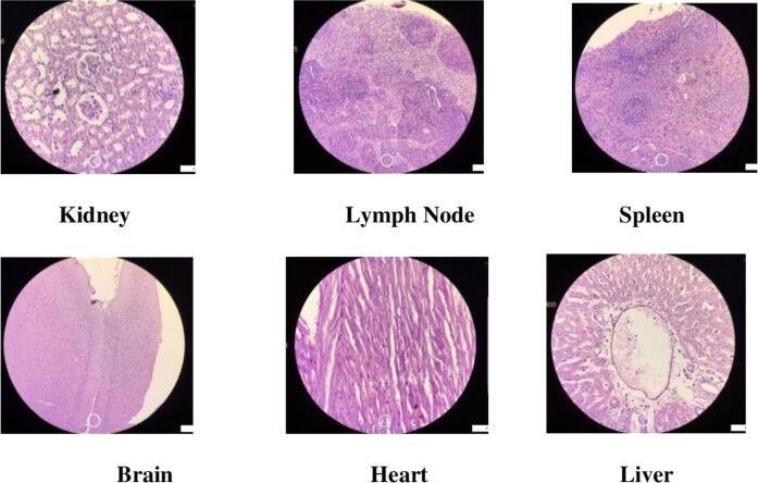 https://cdn.ncbi.nlm.nih.gov/pmc/blobs/f178/11399684/25cc366731f7/gr13.jpg