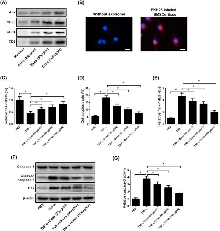 https://cdn.ncbi.nlm.nih.gov/pmc/blobs/f179/7251325/2c82ffd93a95/bsr-40-bsr20193436-g3.jpg