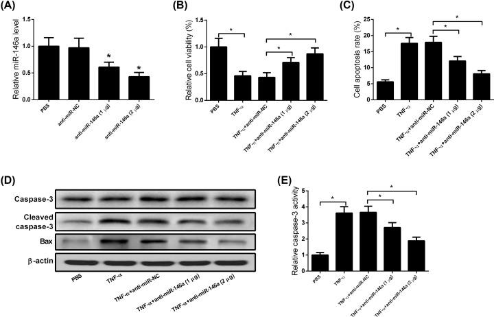 https://cdn.ncbi.nlm.nih.gov/pmc/blobs/f179/7251325/a29dc68c9e68/bsr-40-bsr20193436-g2.jpg