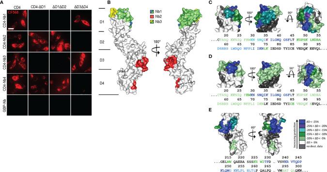 https://cdn.ncbi.nlm.nih.gov/pmc/blobs/f17c/8696186/30b95352b1d0/fimmu-12-799910-g002.jpg