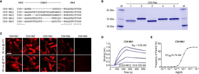 https://cdn.ncbi.nlm.nih.gov/pmc/blobs/f17c/8696186/33f5397924a3/fimmu-12-799910-g001.jpg