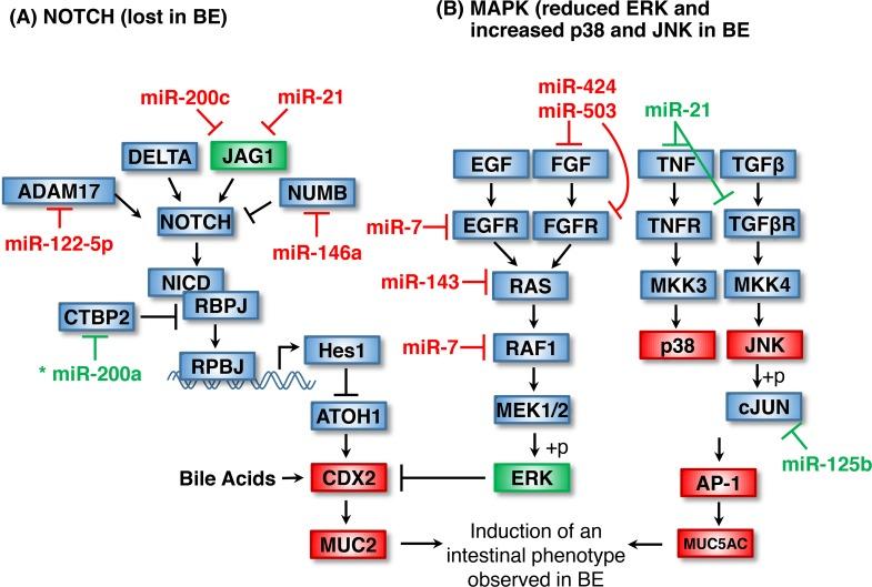 https://cdn.ncbi.nlm.nih.gov/pmc/blobs/f17d/5814292/bb362970dca8/oncotarget-09-8179-g002.jpg