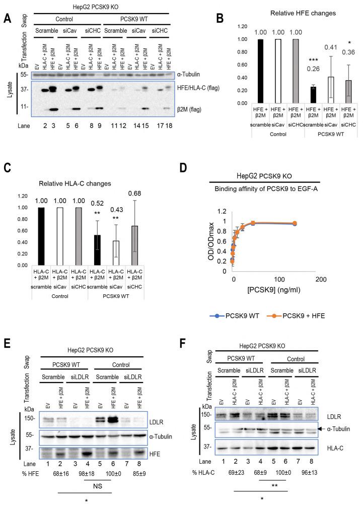 https://cdn.ncbi.nlm.nih.gov/pmc/blobs/f17f/11119474/ae842c8da638/cells-13-00857-g004a.jpg