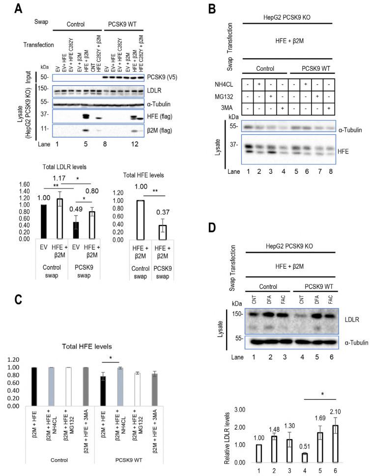 https://cdn.ncbi.nlm.nih.gov/pmc/blobs/f17f/11119474/c99e6b4f463b/cells-13-00857-g002a.jpg