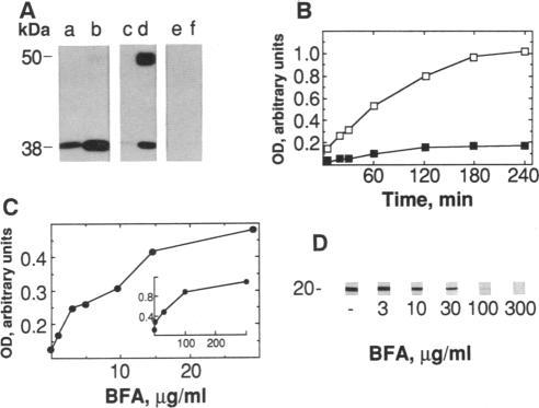 https://cdn.ncbi.nlm.nih.gov/pmc/blobs/f17f/521464/c2753bee670f/pnas01125-0291-a.jpg