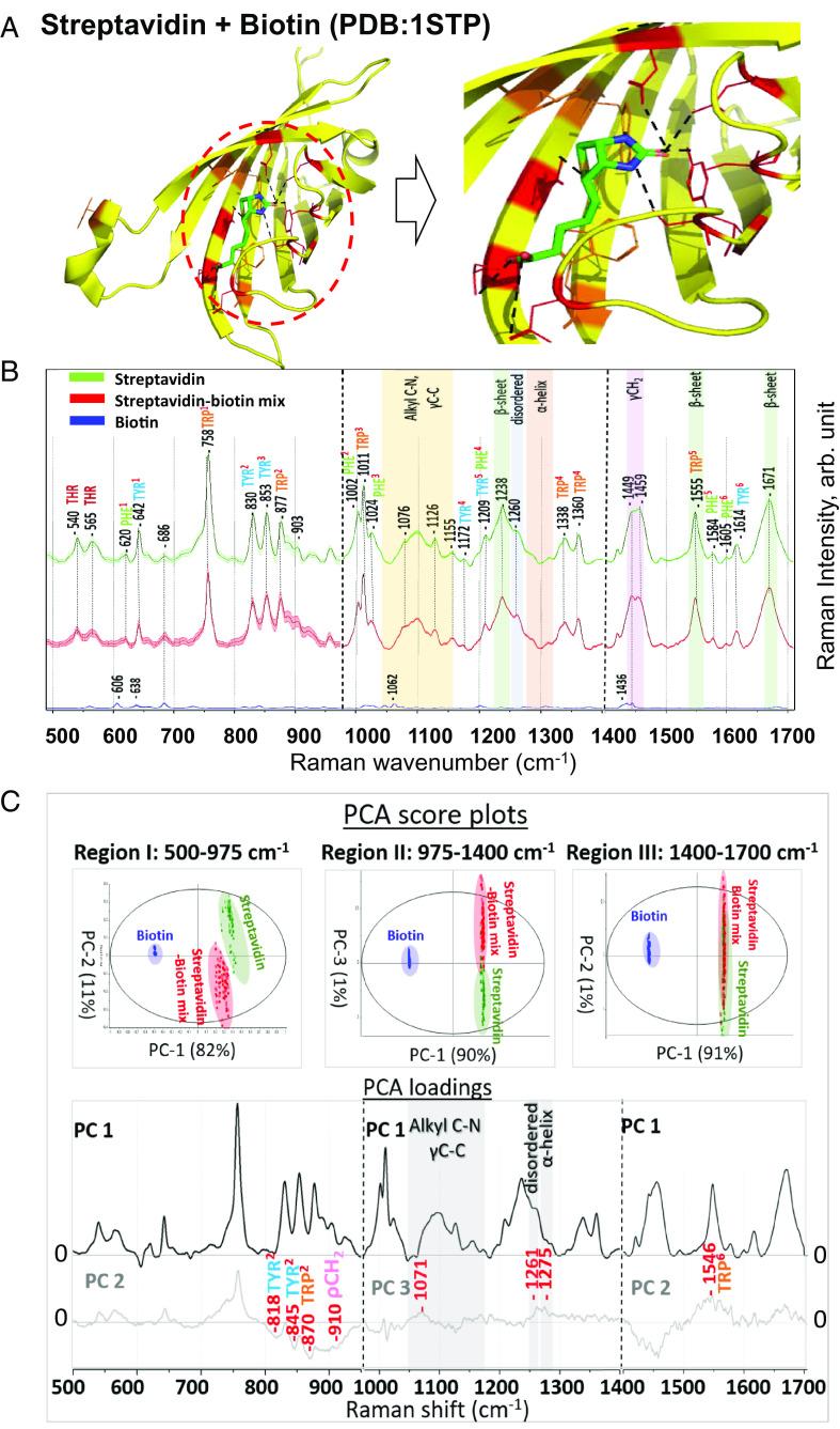 https://cdn.ncbi.nlm.nih.gov/pmc/blobs/f182/10372630/6f2dfbed8171/pnas.2218826120fig03.jpg