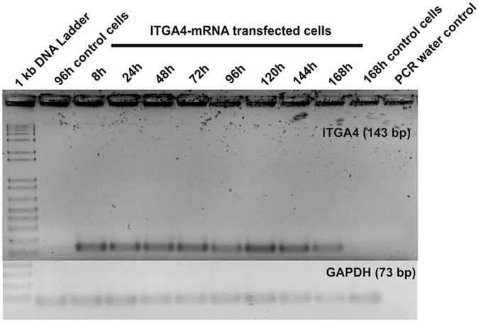 https://cdn.ncbi.nlm.nih.gov/pmc/blobs/f18a/5430815/3a69ef4d93b0/41598_2017_1304_Fig8_HTML.jpg