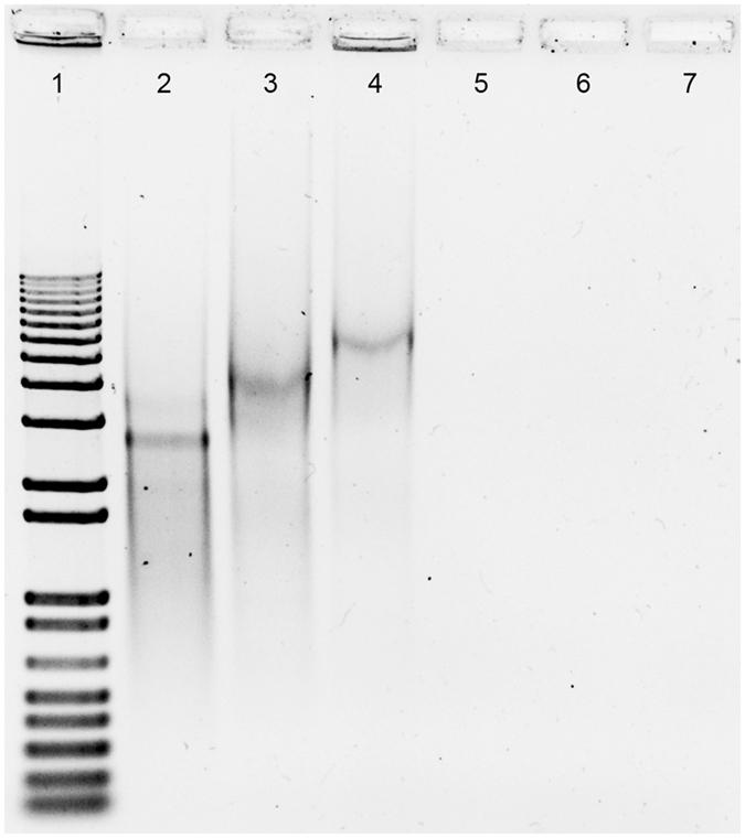 https://cdn.ncbi.nlm.nih.gov/pmc/blobs/f18a/5430815/6d33163fba17/41598_2017_1304_Fig5_HTML.jpg
