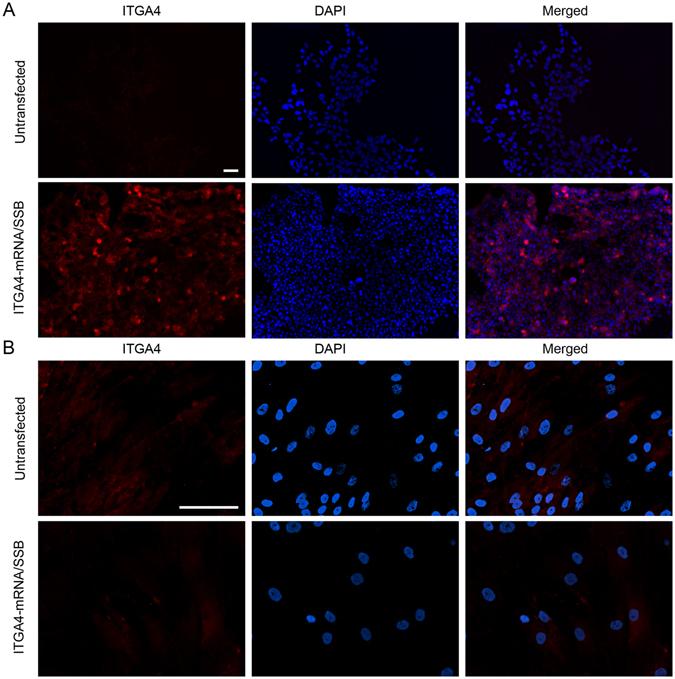 https://cdn.ncbi.nlm.nih.gov/pmc/blobs/f18a/5430815/97632618d425/41598_2017_1304_Fig6_HTML.jpg