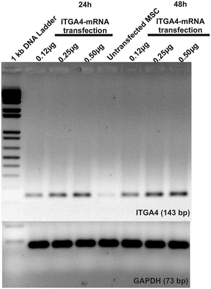 https://cdn.ncbi.nlm.nih.gov/pmc/blobs/f18a/5430815/ec5b214b32c1/41598_2017_1304_Fig4_HTML.jpg