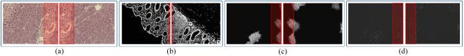 https://cdn.ncbi.nlm.nih.gov/pmc/blobs/f18b/11035624/45546574b841/41598_2024_59626_Fig1_HTML.jpg