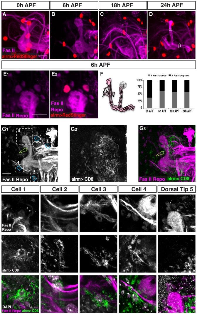 https://cdn.ncbi.nlm.nih.gov/pmc/blobs/f18d/3897647/56059f20e9a7/pone.0086178.g003.jpg