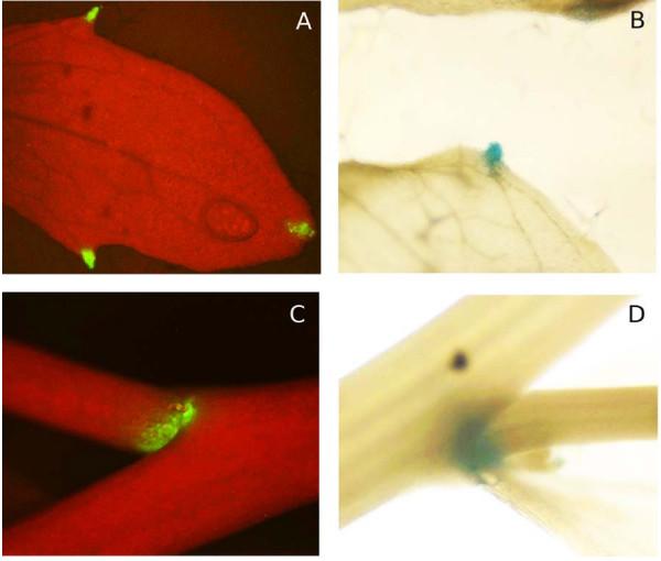 https://cdn.ncbi.nlm.nih.gov/pmc/blobs/f18f/1783852/d905ae18a7ed/1471-2164-8-18-6.jpg