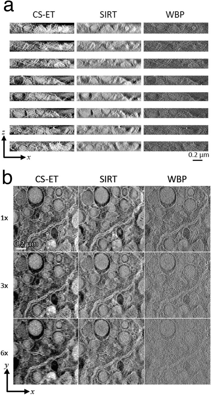 https://cdn.ncbi.nlm.nih.gov/pmc/blobs/f18f/4904377/79e2137d0520/srep27614-f4.jpg