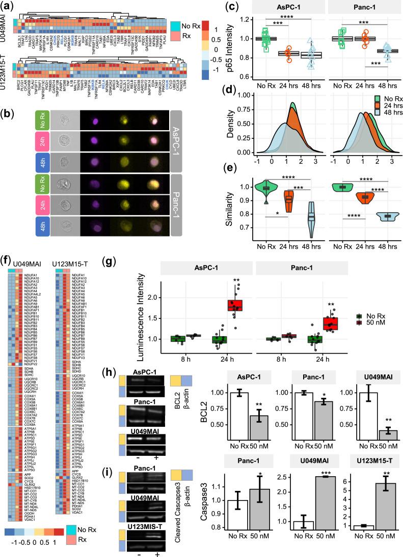 https://cdn.ncbi.nlm.nih.gov/pmc/blobs/f190/10861173/a2a06c7f59dc/elife-85862-fig6.jpg