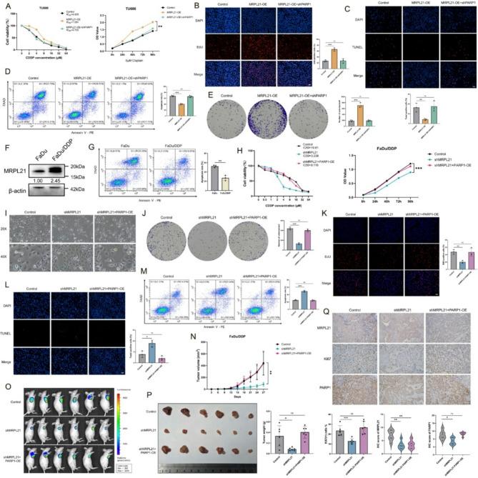 https://cdn.ncbi.nlm.nih.gov/pmc/blobs/f192/12297673/8fc500b07cdb/13046_2025_3482_Fig5_HTML.jpg
