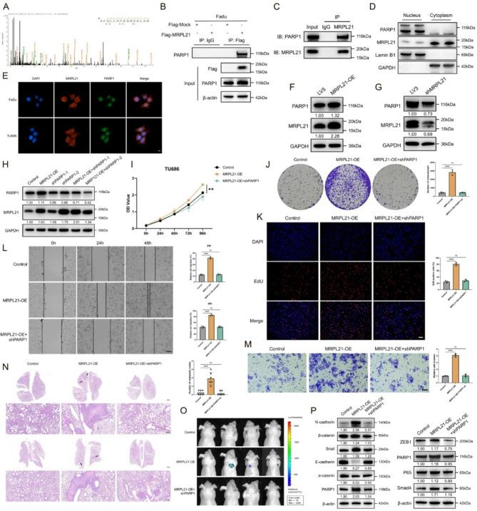 https://cdn.ncbi.nlm.nih.gov/pmc/blobs/f192/12297673/f2a4a4219bf9/13046_2025_3482_Fig3_HTML.jpg