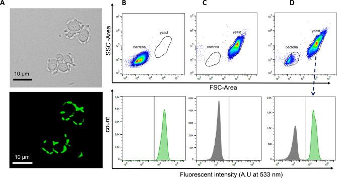 https://cdn.ncbi.nlm.nih.gov/pmc/blobs/f193/11385505/249ea0a14aa5/41598_2024_72030_Fig1_HTML.jpg