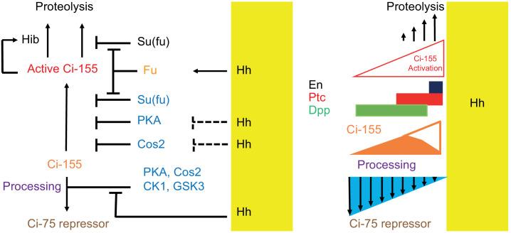 https://cdn.ncbi.nlm.nih.gov/pmc/blobs/f194/7679133/0643183dbd05/elife-61083-fig8.jpg