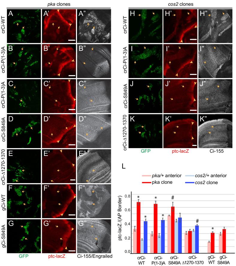 https://cdn.ncbi.nlm.nih.gov/pmc/blobs/f194/7679133/50bac83170f6/elife-61083-fig5.jpg