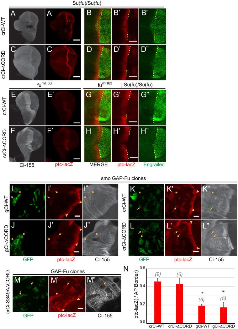 https://cdn.ncbi.nlm.nih.gov/pmc/blobs/f194/7679133/948194018654/elife-61083-fig7-figsupp1.jpg