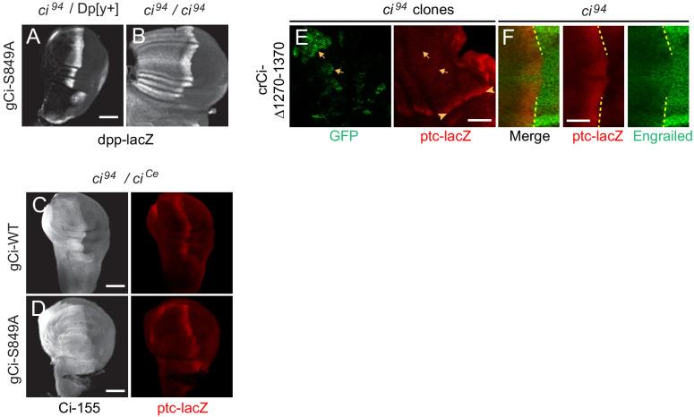 https://cdn.ncbi.nlm.nih.gov/pmc/blobs/f194/7679133/a5c849b97eb4/elife-61083-fig2-figsupp2.jpg