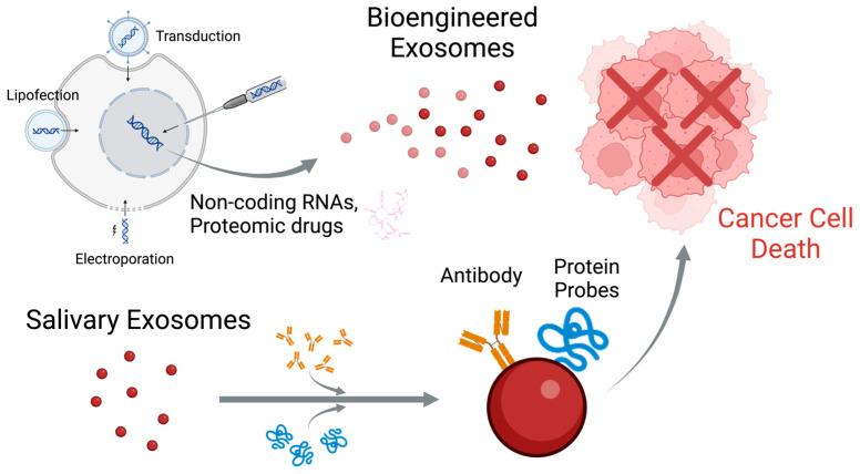 https://cdn.ncbi.nlm.nih.gov/pmc/blobs/f197/11674559/f93834549c02/cancers-16-04276-g003.jpg